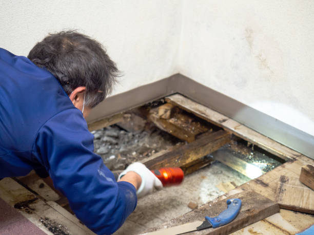 Best Black Mold Removal  in North Vacherie, LA
