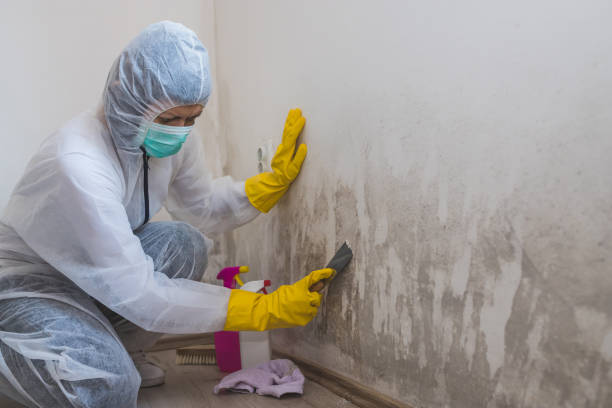 Best Residential Mold Removal  in North Vacherie, LA