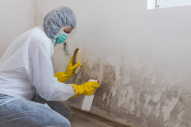 Best Mold Damage Repair  in North Vacherie, LA