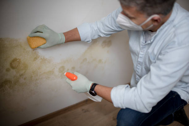 Best Crawl Space Mold Removal  in North Vacherie, LA