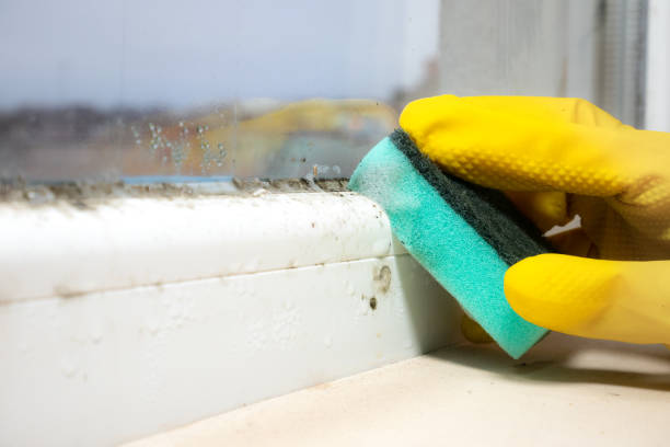Best Toxic Mold Removal  in North Vacherie, LA