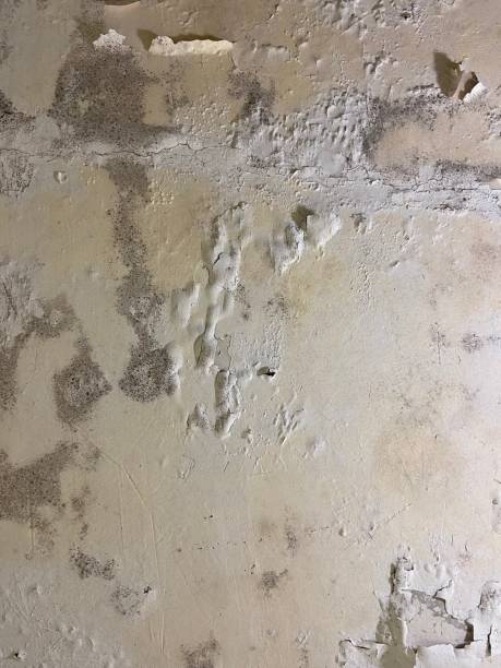 Best Commercial Mold Removal  in North Vacherie, LA