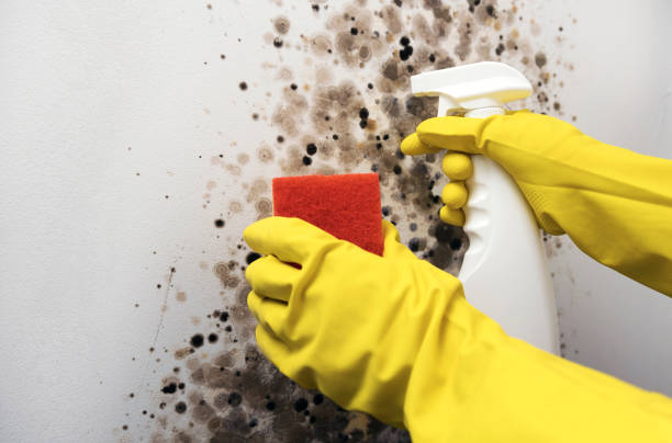Best Emergency Mold Removal  in North Vacherie, LA