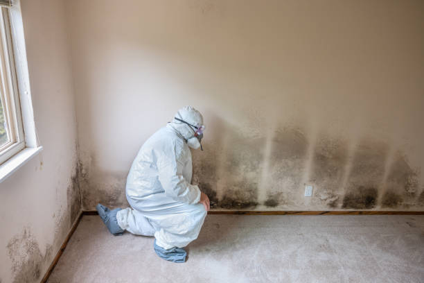 North Vacherie, LA Mold Removal Company