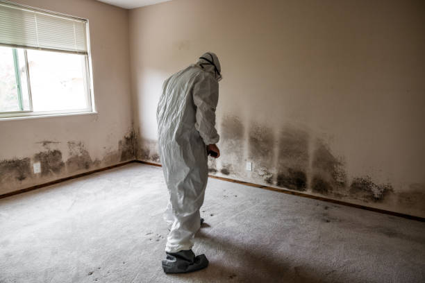 Best Certified Mold Removal  in North Vacherie, LA