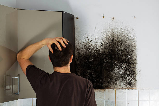 Trusted North Vacherie, LA Mold Removal Experts