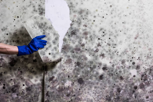 Best Mold Testing  in North Vacherie, LA