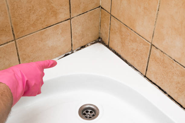 Best Same-Day Mold Removal  in North Vacherie, LA
