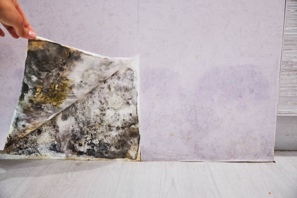 Best Office Mold Removal Services  in North Vacherie, LA